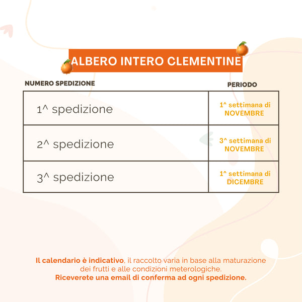 Albero di Clementine | 57 Kg di Clementine | 3 Spedizioni