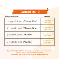 Albero Misto arance e clementine | 38 Kg + 38 Kg di Arance e Clementine | 4 Spedizioni