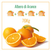Albero di Arance Navelina | 76 Kg di Arance | 4 Spedizioni