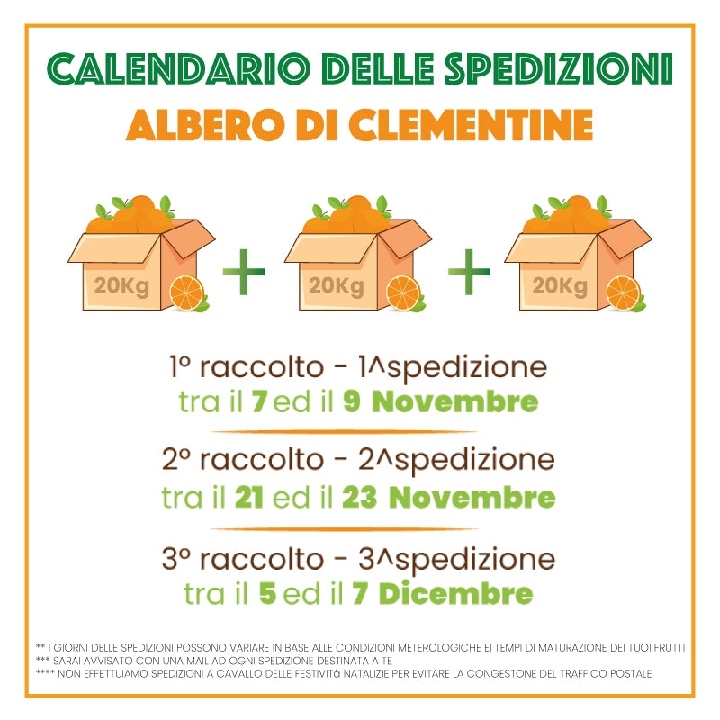 Albero di Clementine | 57 Kg di Clementine | 3 Spedizioni