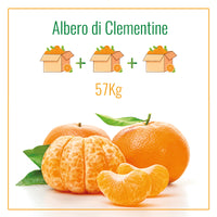 Albero di Clementine | 57 Kg di Clementine | 3 Spedizioni