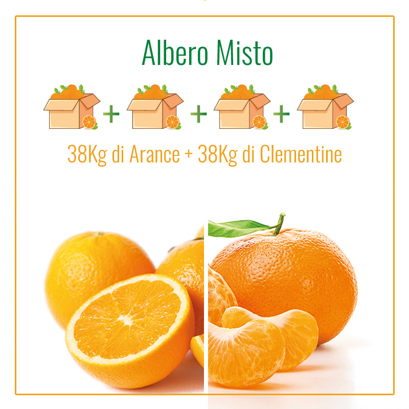 Albero Misto arance e clementine