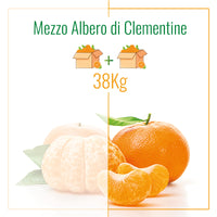 Mezzo Albero di Clementine | 38Kg di Clementine | 2 Spedizioni