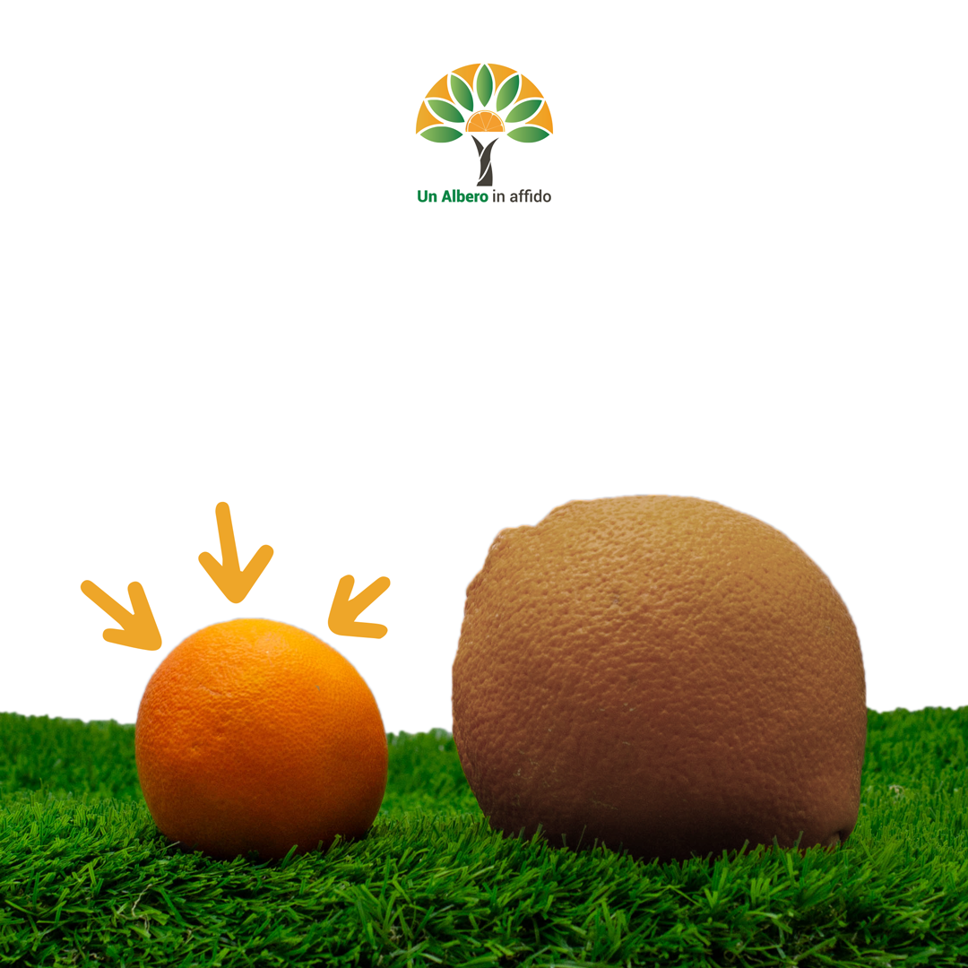 #PiccolemaBuone - 15kg di Arance Piccole Ma Buone + 4kg di Limoni